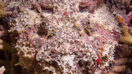 Underwater Image of a striking close-up of a well-camouflaged stonefish blending seamlessly with...
