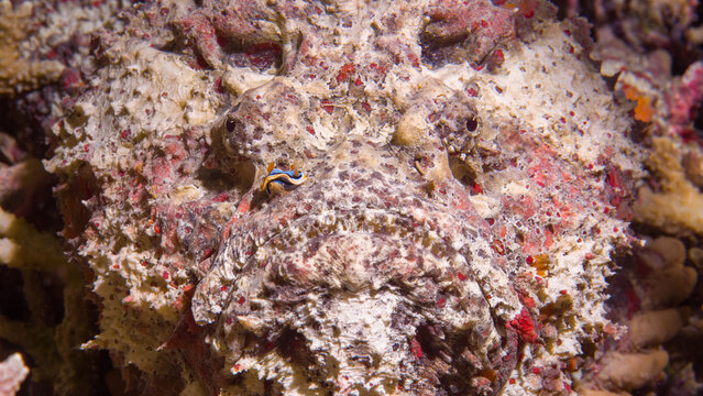 Underwater Image of a striking close-up of a well-camouflaged stonefish blending seamlessly with its surroundings and next to its mouth there is a nudibranch located