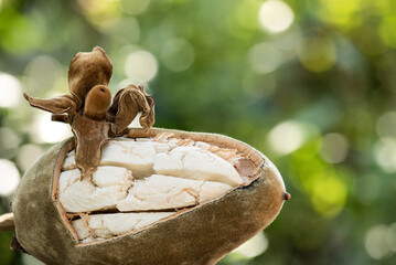 Dried baobab fruit on natural background.