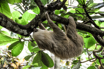 Naklejka premium two toed sloth climbing up a tree