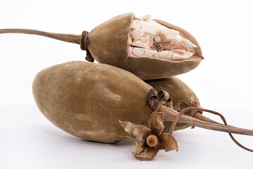 Dried baobab fruit and flower isolated on white background.