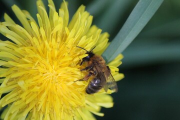 Bee pollinating a dandelion flower