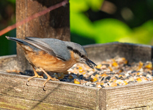 sitelle torchepot dans la mangeoire pour oiseaux de la nature, sublim&eacute;e par un rayon de soleil hivernale