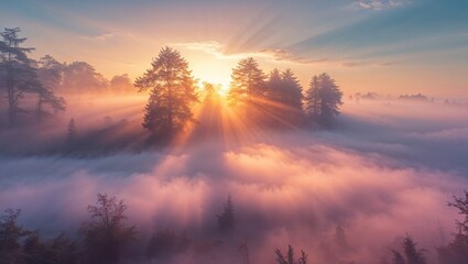 Fototapeta premium sunrise in the forest