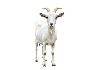 Obraz premium A white goat with short horns and floppy ears, standing and facing forward, isolated on a white background, front view