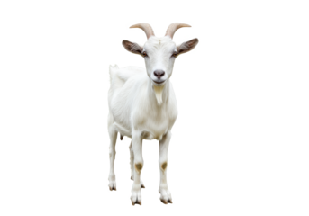 A white goat with short horns and floppy ears, standing and facing forward, isolated on a white background, front view