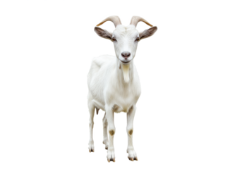A white goat with short horns and floppy ears, standing and facing forward, isolated on a white background, front view