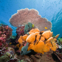 Underwater Image of a vibrant reefscape featuring a large table coral (Acropora sp.) towering above orange foliose corals and sponges
