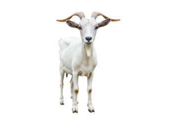 A white goat with short horns and floppy ears, standing and facing forward, isolated on a white background, front view