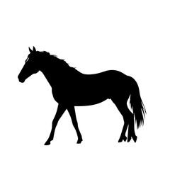 horse silhouette isolated on white