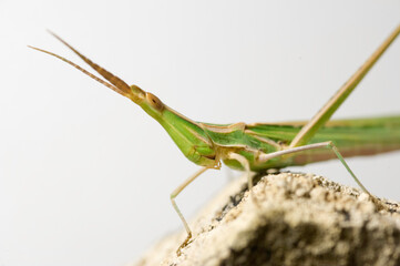 Snouted grasshopper, Long-headed grasshopper, Mediterranean Slant-faced Grasshopper (Acrida hungarica), Sardinia, Italy