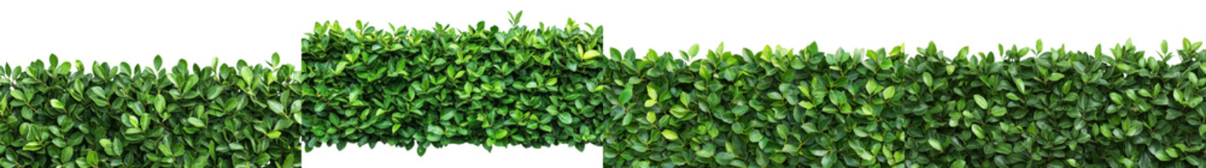 Obraz premium Vibrant Lush Green Hedge with Flourishing Foliage in Tranquil Natural Environment