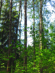 Fototapeta premium spring forest with bright greenery