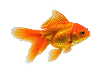 A vibrant orange goldfish with long, flowing fins, isolated on a white background