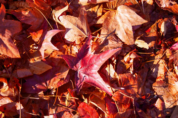 Sun shines on red and orange maple leaves in the autumn.