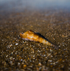 Shell In Sand