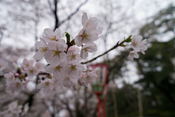 桜咲く