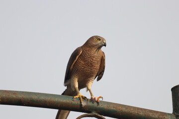 Predator Shikra 