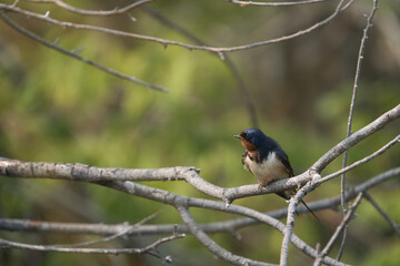 swallow on a tree branch