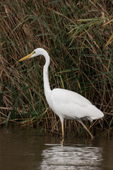 Great egret (Ardea alba) walking through the water