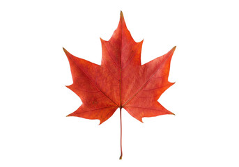 Single red maple leaf isolated on white background