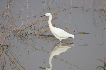 White Egret on ground