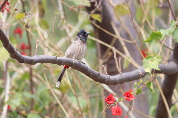 Bulbul on tree