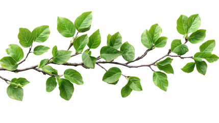 collection of bright green spring leaves isolated on white background