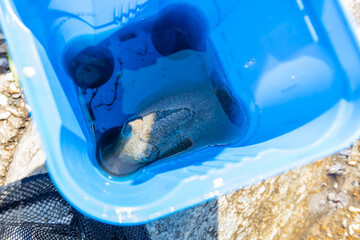 Freshly caught cuttlefish in a blue bucket on the shore, top view.