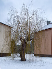 Such a sad willow is one of the most beautiful, hardiest and most frequently planted overhanging...