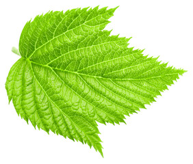 Raspberry leaf Clipping Path. Raspberry leaf isolated on white background