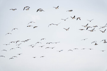 Large group of barnacle geese (Branta leucopsis) flying.