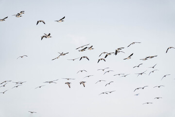 Large group of barnacle geese (Branta leucopsis) flying.
