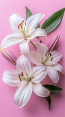 Fototapeta premium Elegant White Lilies Pink Background Floral Beauty Nature Blossom
