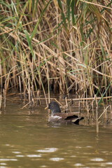 Common moorhen (Gallinula chloropus) swimming on a lake