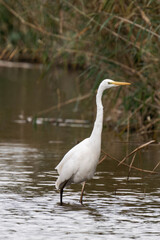 Great egret (Ardea alba) walking through the water