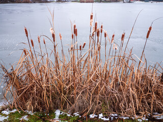 Broadleaf bat (lat. Typha latifolia) the time of maturity, the dark brown pistils turn into dry, non-popping seeds - achenes that have hairs and form white tufts. The wind blows them away.