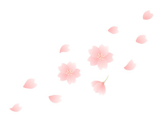 桜の花と花びらの桜吹雪のイラスト素材03