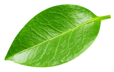 Obraz premium Leaf macro studio photo. Leaves isolated on white background. Clipping path leaves