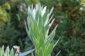 Obraz premium Sun hitting the silver-green leafs of Silver Tree Protea Leucadendron Varieties Proteaflora