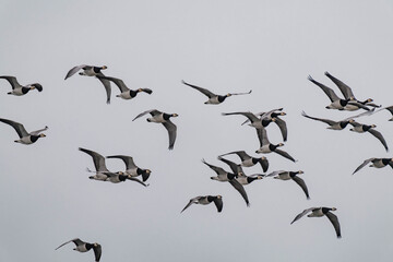 Large group of barnacle geese (Branta leucopsis) flying.