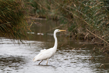 Great egret (Ardea alba) walking through the water