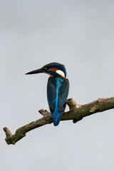 Common kingfisher (Alcedo atthis), also known as the Eurasian kingfisher and river kingfisher sitting on a tree branch