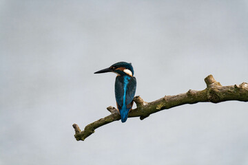 Common kingfisher (Alcedo atthis), also known as the Eurasian kingfisher and river kingfisher sitting on a tree branch