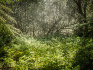 Fern Filled Gully Leads To Mist