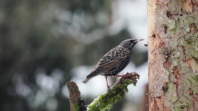 Star (Sturnus vulgaris)   