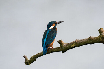 Common kingfisher (Alcedo atthis), also known as the Eurasian kingfisher and river kingfisher sitting on a tree branch