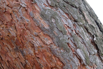forest park bark wood pine visible structure of wood brown color