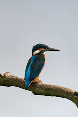 Common kingfisher (Alcedo atthis), also known as the Eurasian kingfisher and river kingfisher sitting on a tree branch