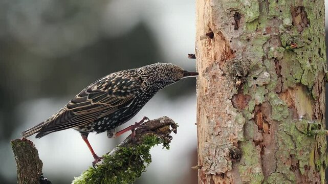 Star (Sturnus vulgaris)   